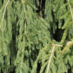 Picea Abies 'Aarburg — photo 2