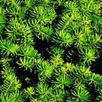 Abies Koreana 'Green Carpet' — photo 1
