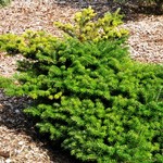 Abies Koreana 'Green Carpet' — photo 2