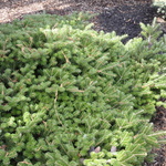Abies Koreana 'Green Carpet' — photo 3
