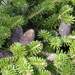 Abies Koreana 'Green Carpet' — photo 4