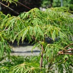 Acer japonicum 'Ao Jutan' — photo 4