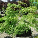Acer japonicum 'Ao Jutan' — photo 1