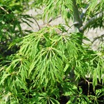 Acer japonicum 'Ao Jutan' — photo 2