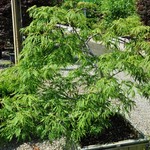 Acer japonicum 'Ao Jutan' — photo 3