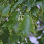 Acer Buergeranum — photo 3