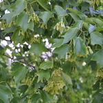 Acer Buergeranum — photo 4