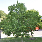 Acer Buergeranum — photo 5