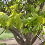 Acer Buergeranum — photo 1