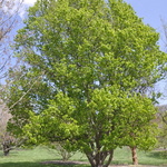 Acer Buergeranum — photo 2