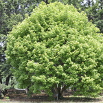 Acer Buergerianum 'Wako Nishiki' — photo 1