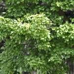 Acer Buergerianum 'Wako Nishiki' — photo 2
