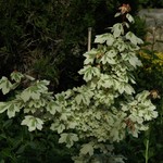 Acer Campestre 'Carnival' — photo 2