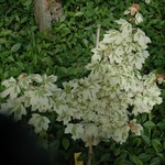 Acer Campestre 'Carnival' — photo 3