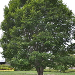 Acer Campestre 'Miyabei' — photo 1