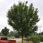 Acer Campestre 'Miyabei' — photo 2