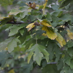 Acer Campestre 'Miyabei' — photo 3