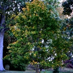 Acer Campestre 'Miyabei' — photo 4
