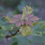 Acer Campestre 'Miyabei' — photo 5