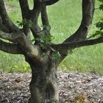 Acer Cappadocicum — photo 1