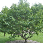 Acer Cappadocicum — photo 2