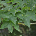 Acer Carpinifolium Areum — photo 1