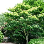 Acer Carpinifolium Areum — photo 2