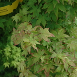 Acer Palmatum 'Chiba' — photo 1