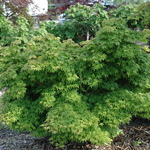 Acer Palmatum 'Chiba' — photo 2