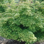 Acer Palmatum 'Chiba' — photo 3