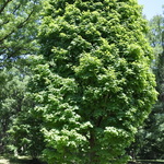 Acer Saccharum 'Coleman' — photo 1