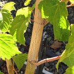 Acer Conspicuum 'Phoenix' — photo 1