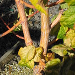 Acer Conspicuum 'Phoenix' — photo 2