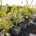 Acer Conspicuum 'Phoenix' — photo 3