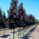 Acer Platanoides 'Conquest' — photo 4