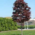 Acer Platanoides 'Conquest' — photo 5