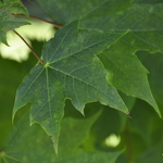 Acer Platanoides 'Conquest' — photo 1