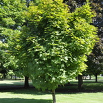 Acer Platanoides 'Conquest' — photo 2
