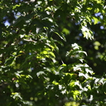Acer Saccharum 'Davey' — photo 1