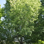 Acer Saccharum 'Davey' — photo 2