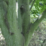 Acer Davidii Grosseri — photo 1