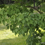 Acer Davidii Grosseri — photo 2