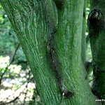 Acer Davidii Grosseri — photo 3