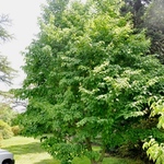 Acer Davidii Grosseri — photo 4