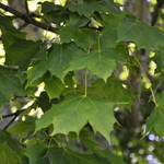 Acer Platanoides 'Ezestre' — photo 1