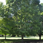Acer Platanoides 'Ezestre' — photo 3