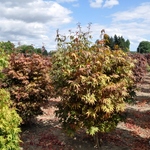 Acer Japonicum — photo 1