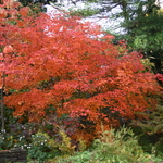 Acer Japonicum — photo 2