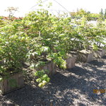 Acer Japonicum — photo 3