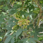 Acer Flabellatum — photo 1